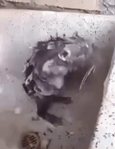 Rat Shower